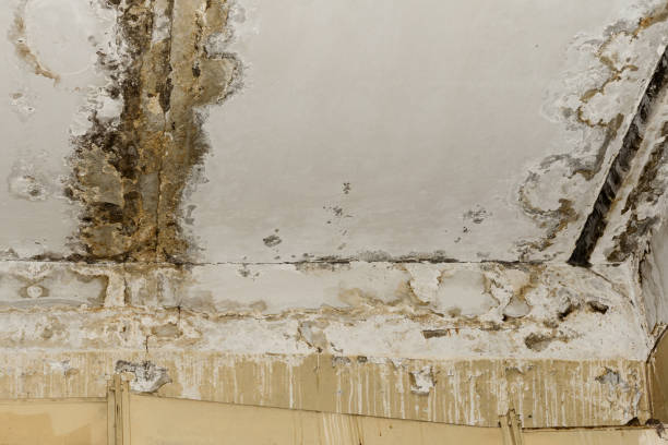 Mount Sterling, IL Mold Removal Company